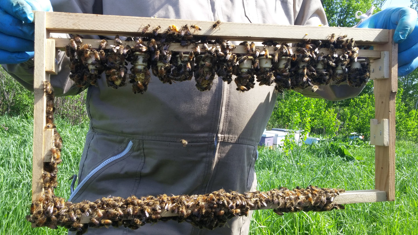 Reines Fontaine du Québec